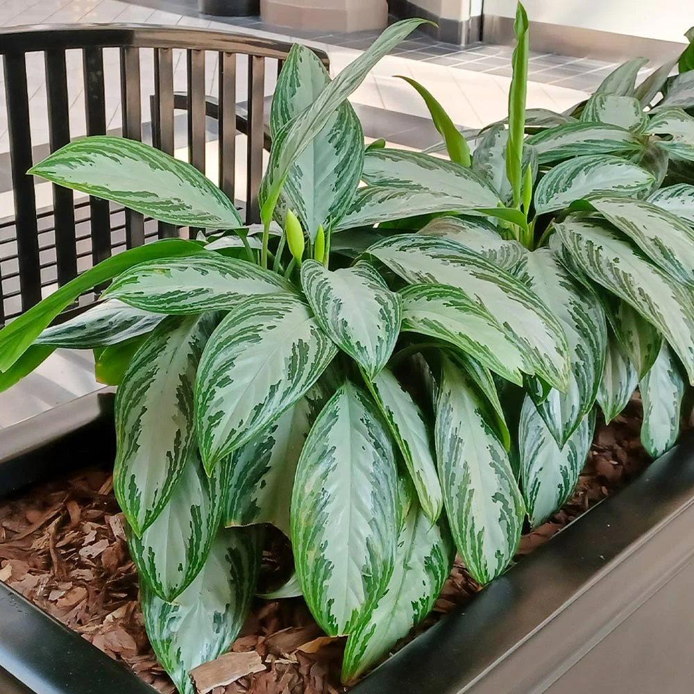 Green Chinese Evergreen Plant - Image 2