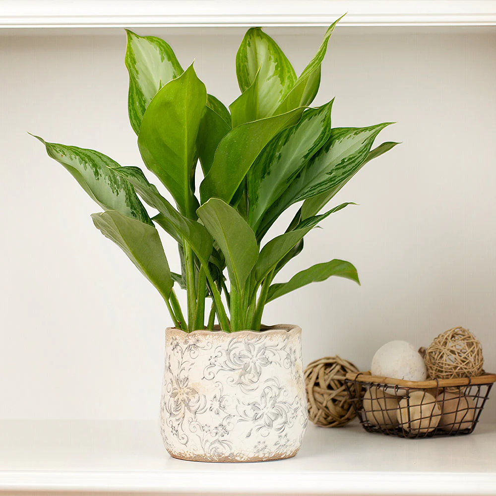 Green Chinese Evergreen Plant - Image 3