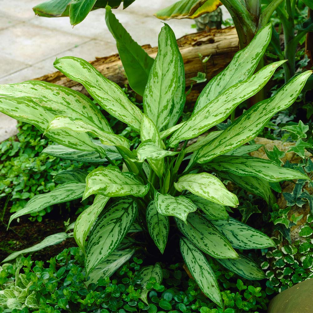 Green Chinese Evergreen Plant - Image 4