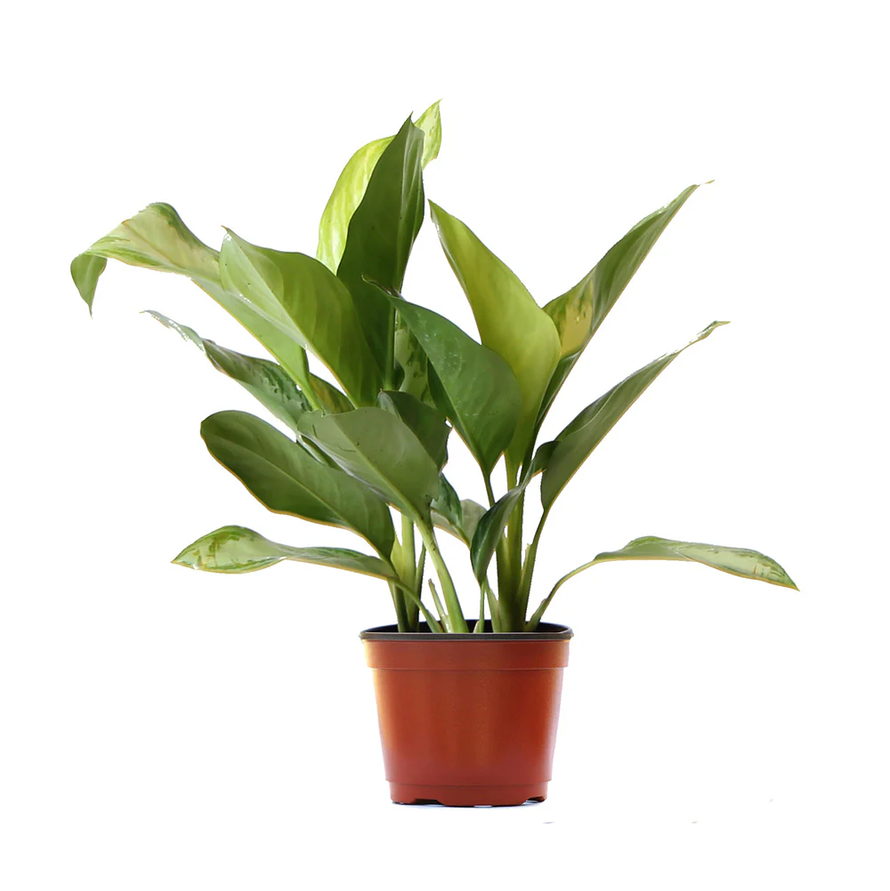 Green Chinese Evergreen Plant - Image 6