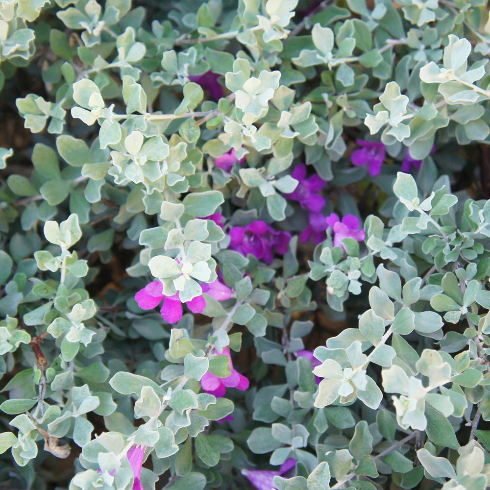 Green Cloud Texas Sage Shrub - Image 3