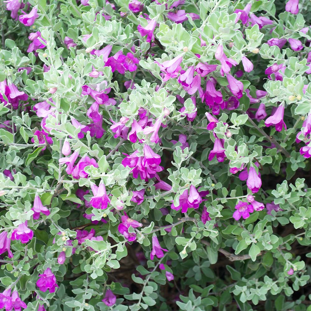 Green Cloud Texas Sage Shrub - Image 4