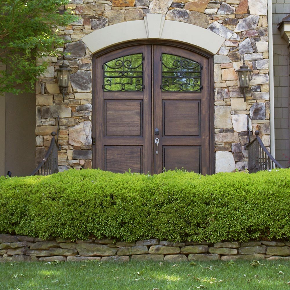 Green Mountain Boxwood Shrub - Image 3