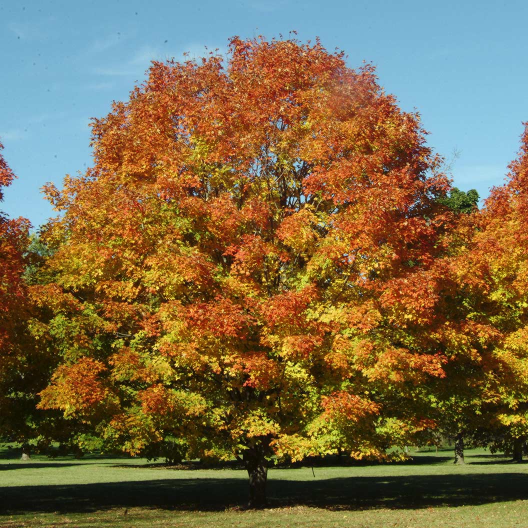 Green Mountain® Sugar Maple Tree - Image 2