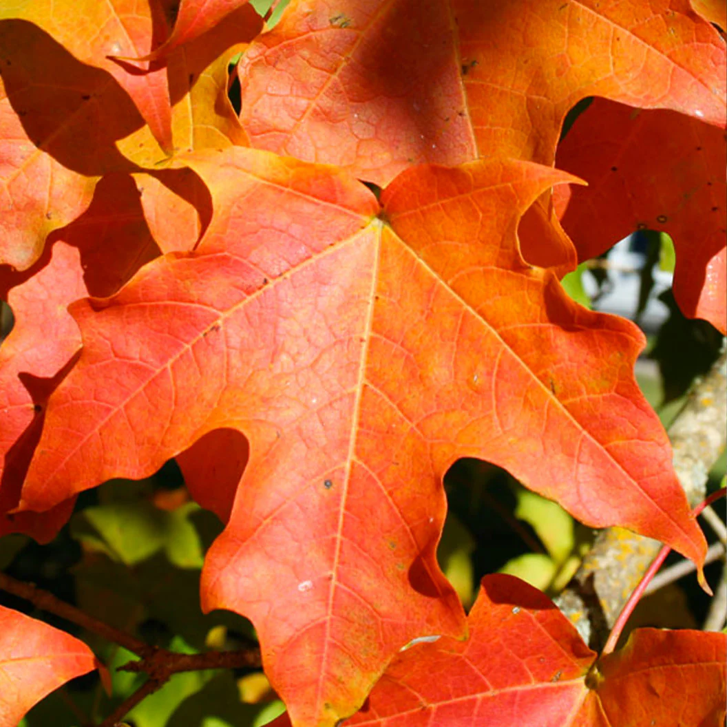 Green Mountain® Sugar Maple Tree - Image 3