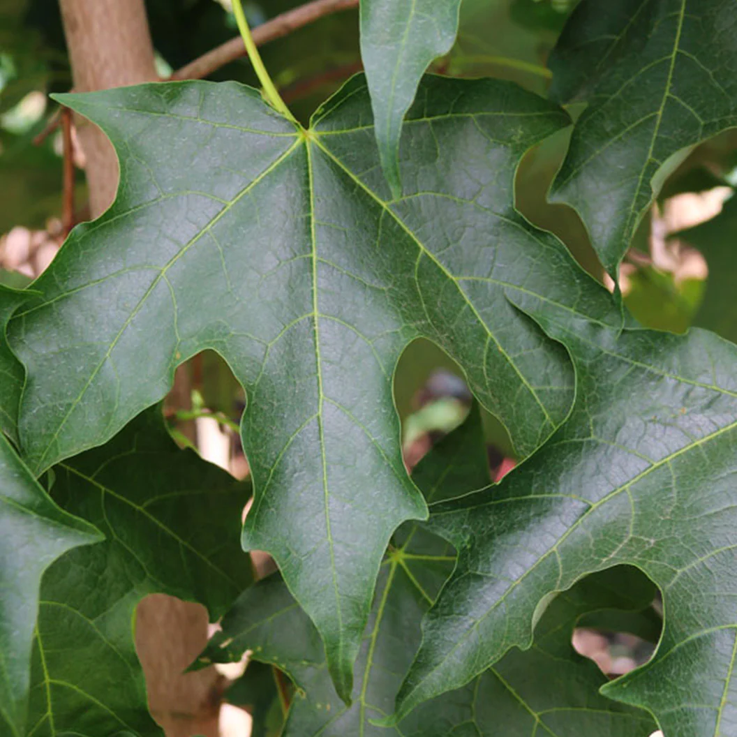 Green Mountain® Sugar Maple Tree - Image 4