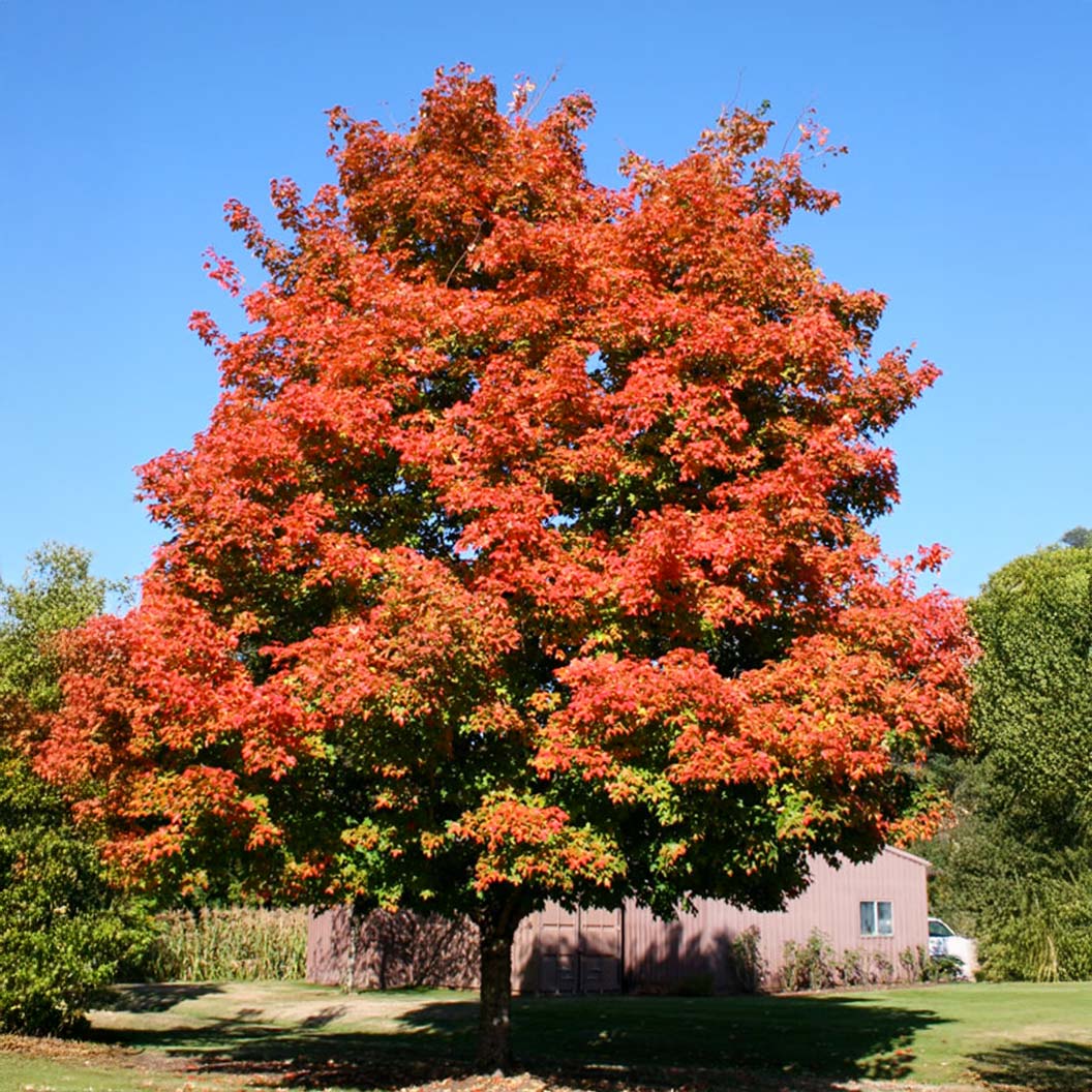 Green Mountain® Sugar Maple Tree - Image 5