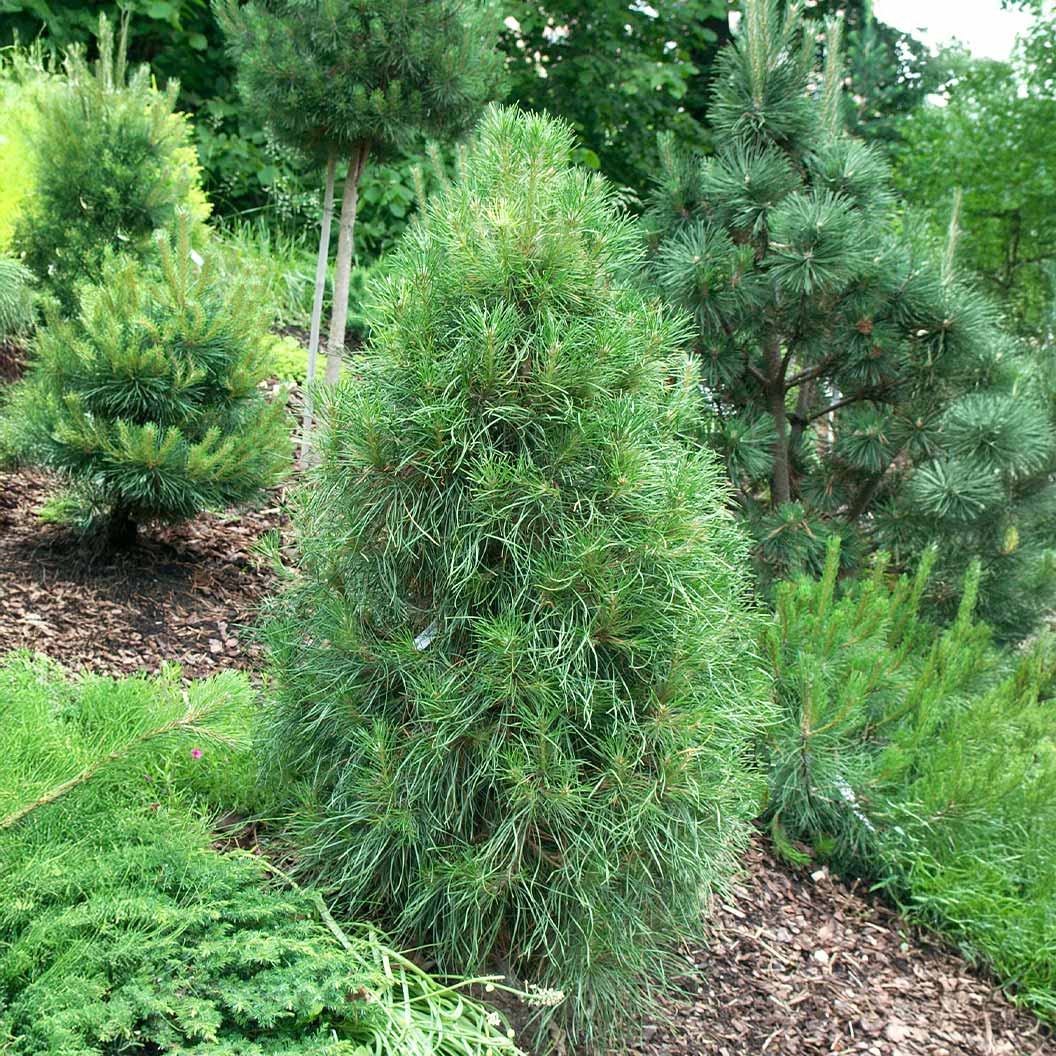 Green Penguin Scotch Pine Tree - Image 2