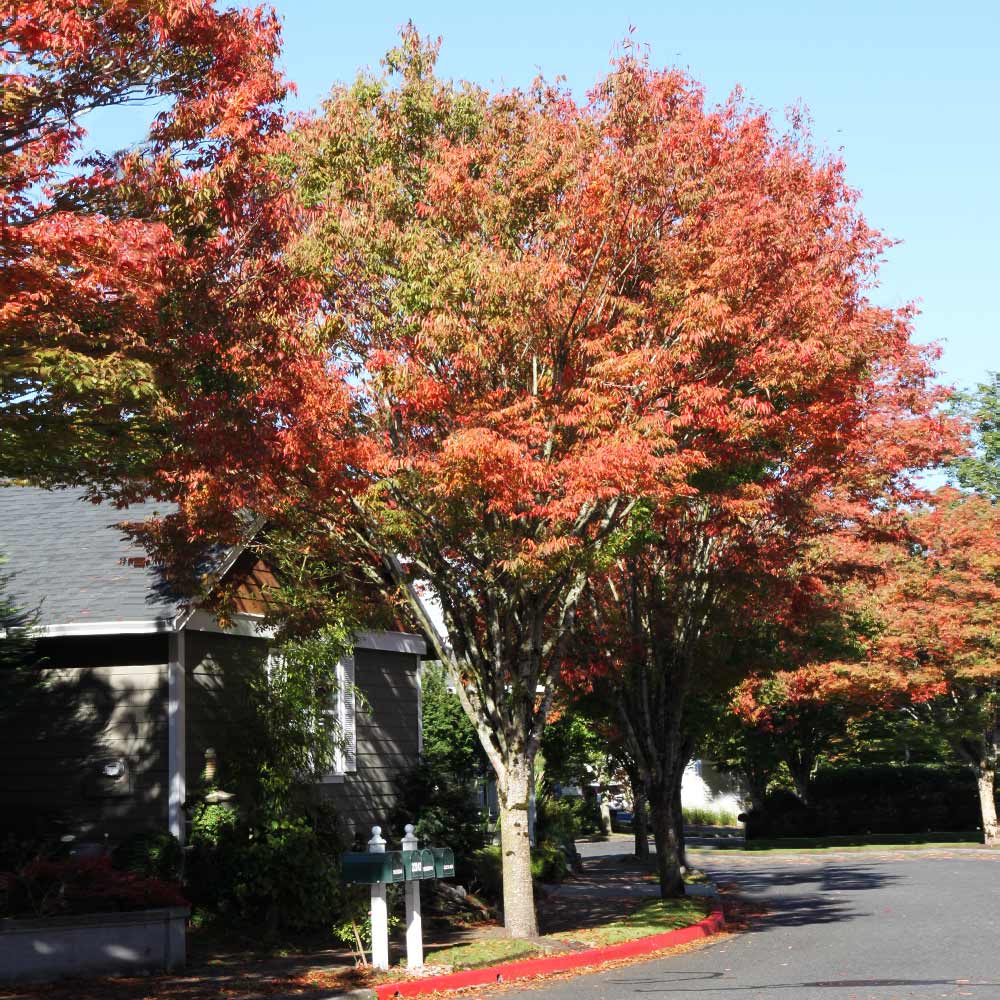 Green Vase® Zelkova Tree - Image 2