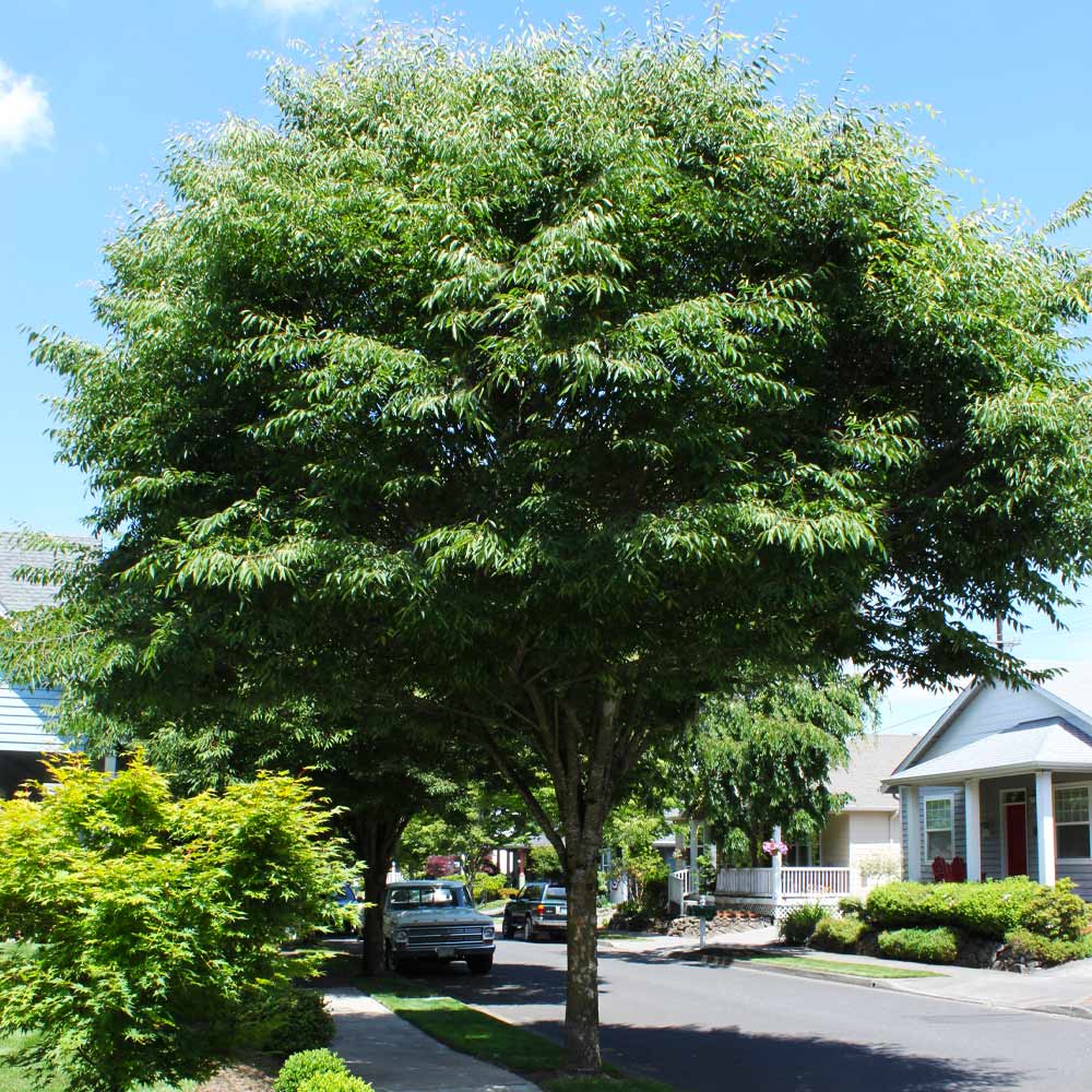 Green Vase® Zelkova Tree - Image 3
