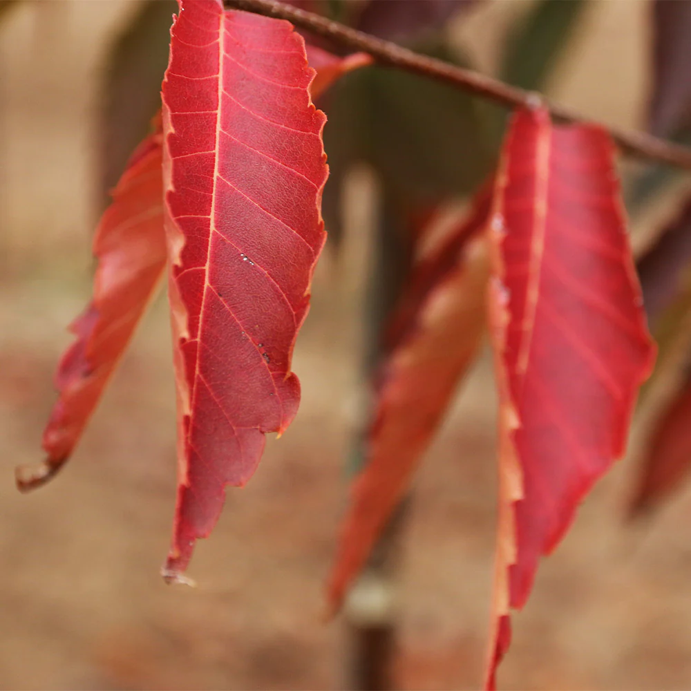 Green Vase® Zelkova Tree - Image 4