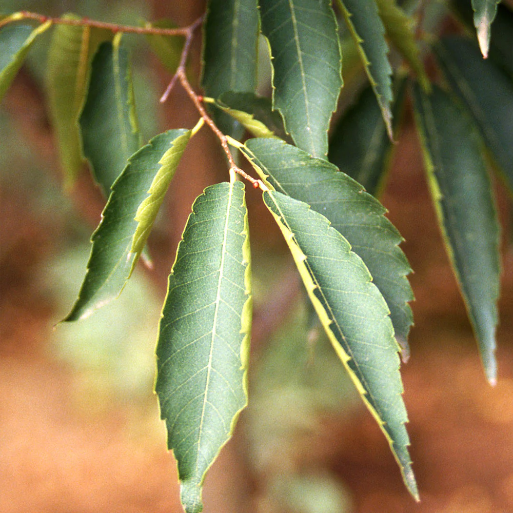 Green Vase® Zelkova Tree - Image 5