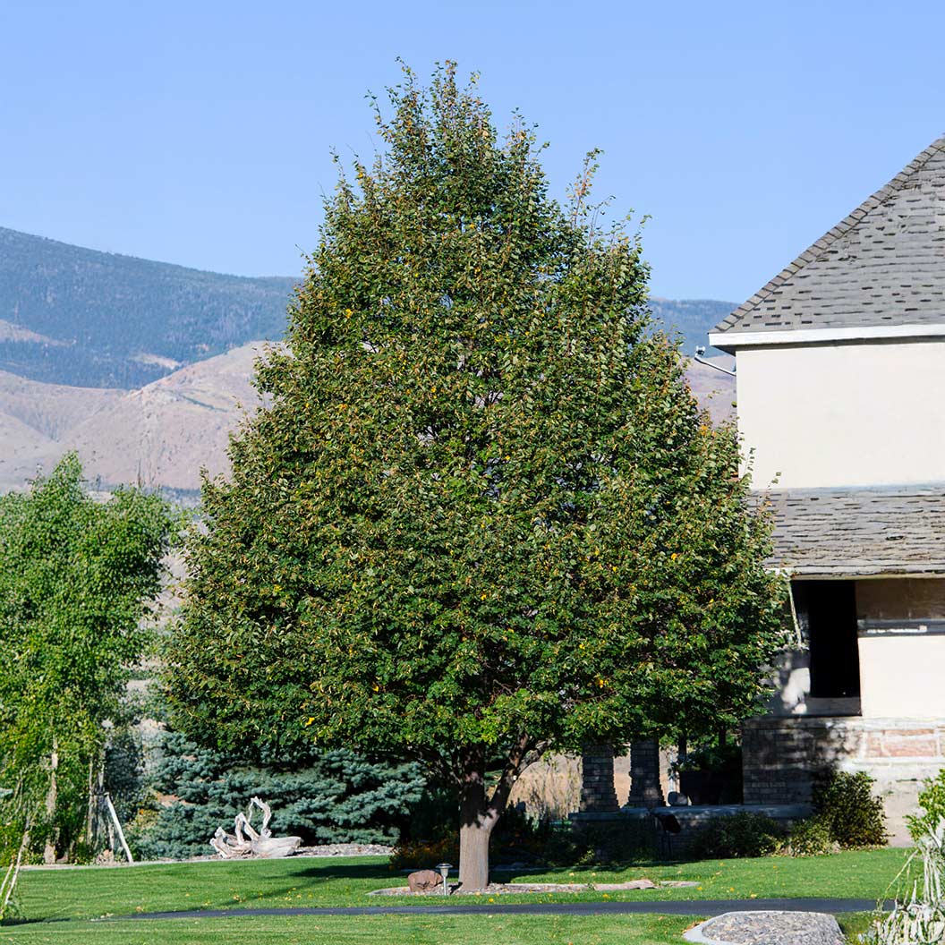 Greenspire® Linden Tree - Image 2
