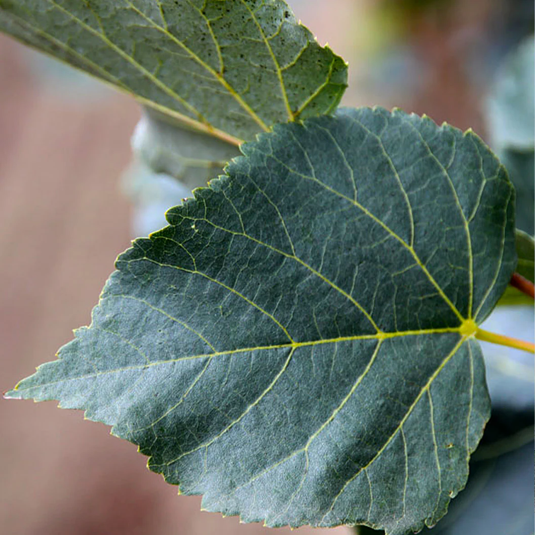 Greenspire® Linden Tree - Image 3