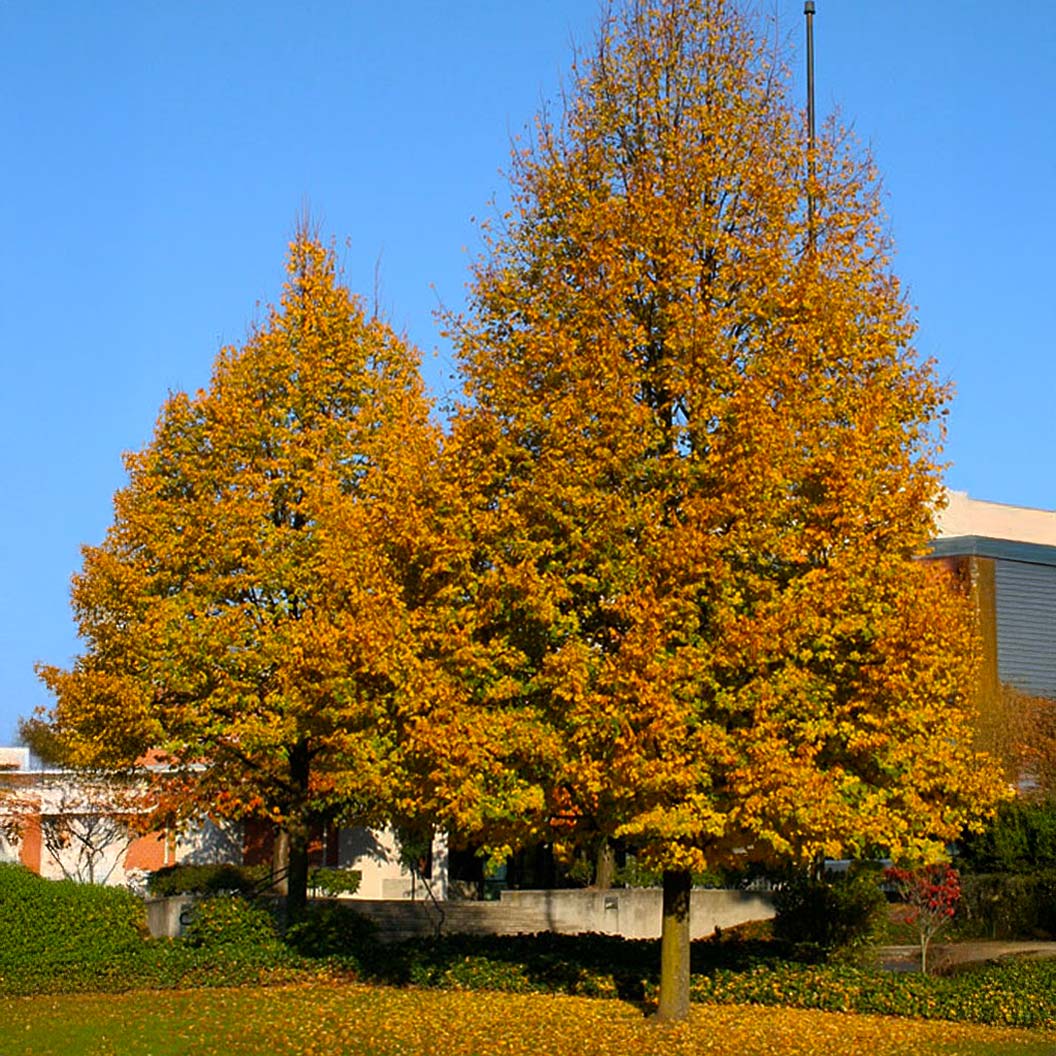 Greenspire® Linden Tree - Image 4