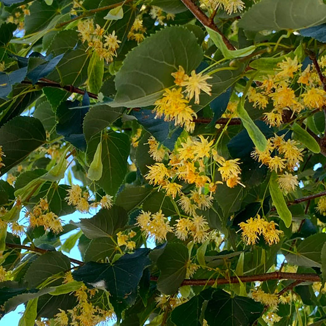 Greenspire® Linden Tree - Image 5