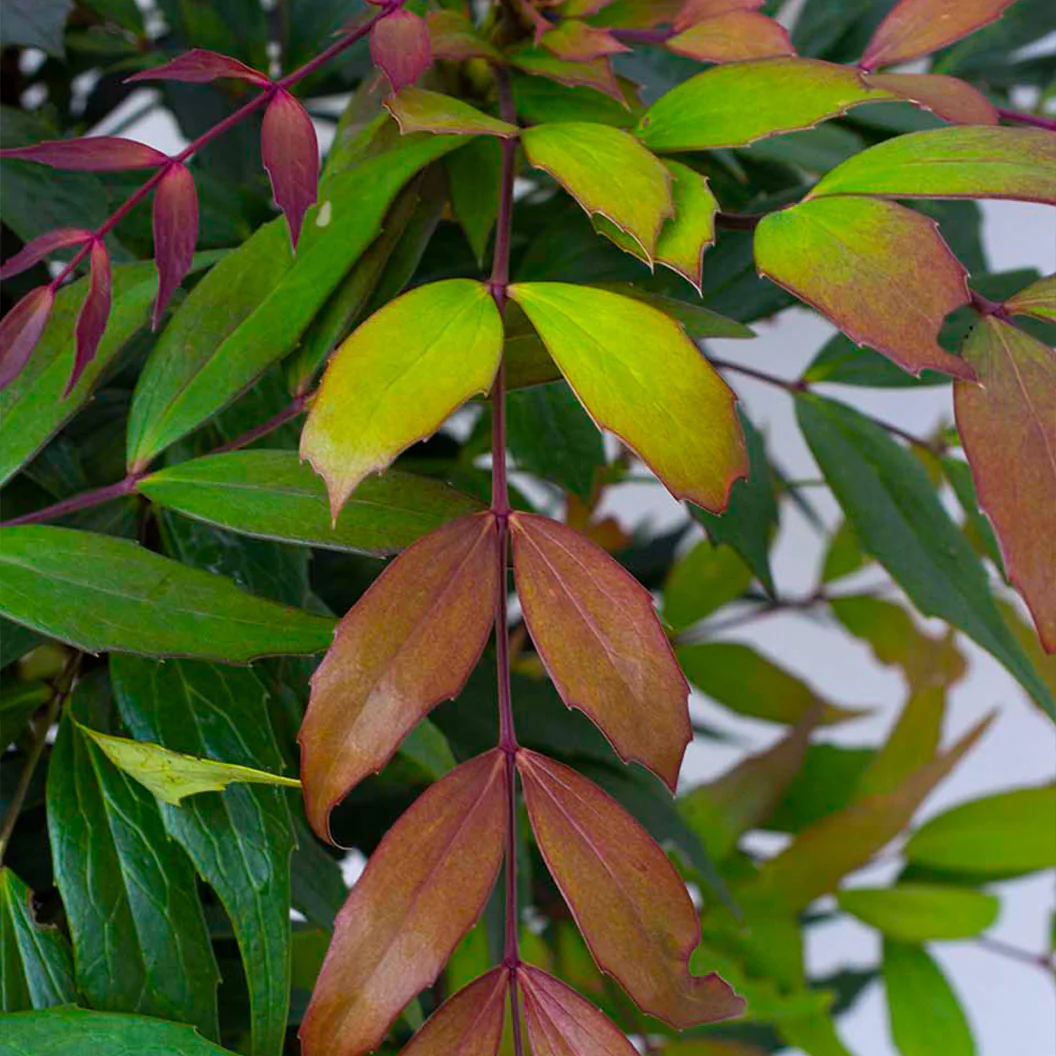 Groovy Glow™ Mahonia Shrub - Image 3