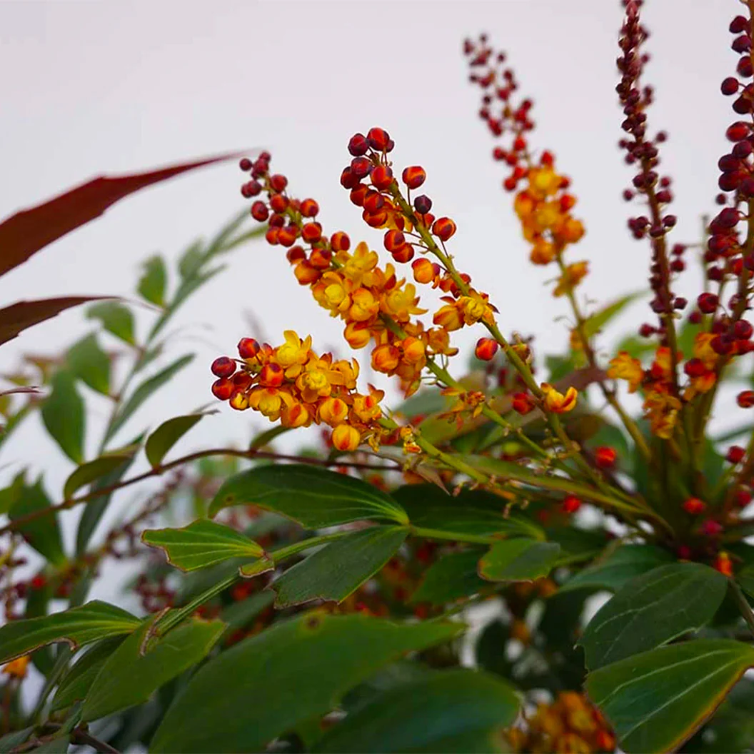 Groovy Glow™ Mahonia Shrub - Image 4