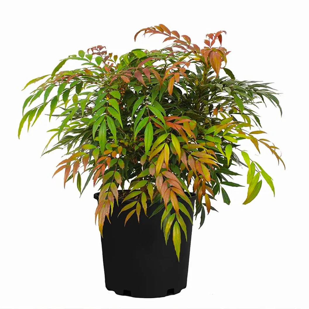Groovy Glow™ Mahonia Shrub - Image 5