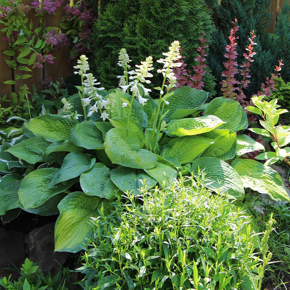 Guacamole Hosta - Image 2