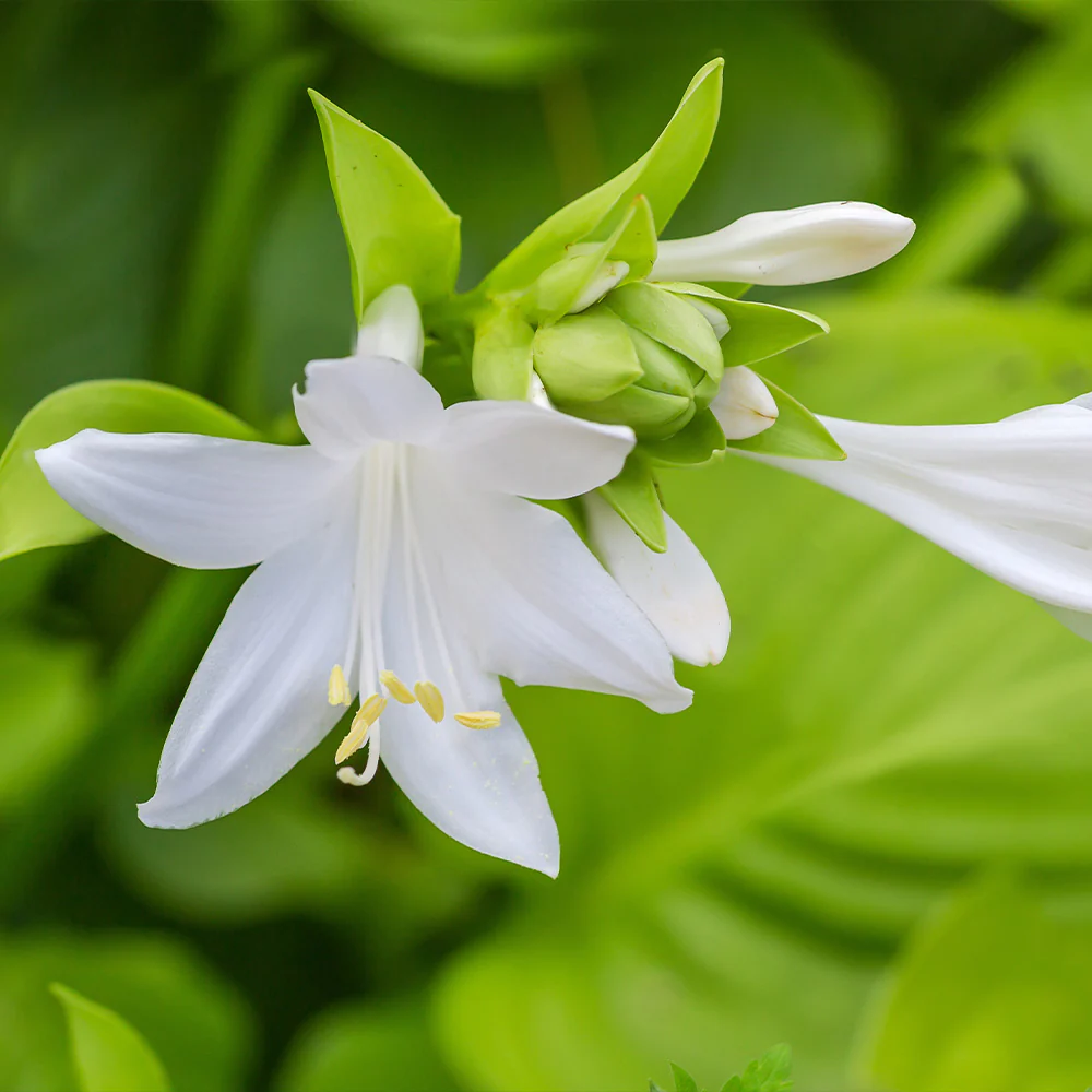 Guacamole Hosta - Image 3