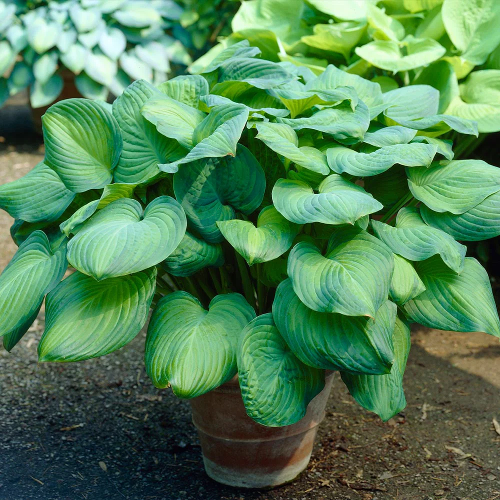 Guacamole Hosta - Image 4