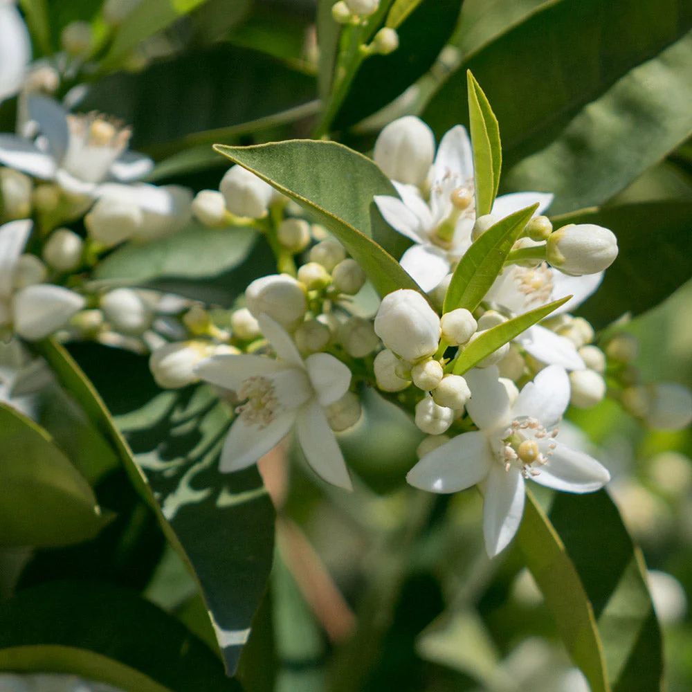 Hamlin Sweet Orange Tree - Image 4