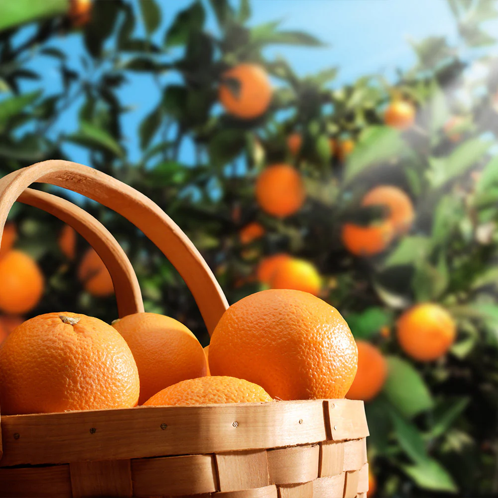 Hamlin Sweet Orange Tree Georgia - Image 3