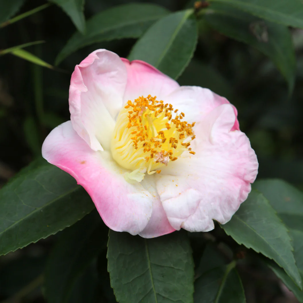 Hana-Jiman Camellia - Image 3