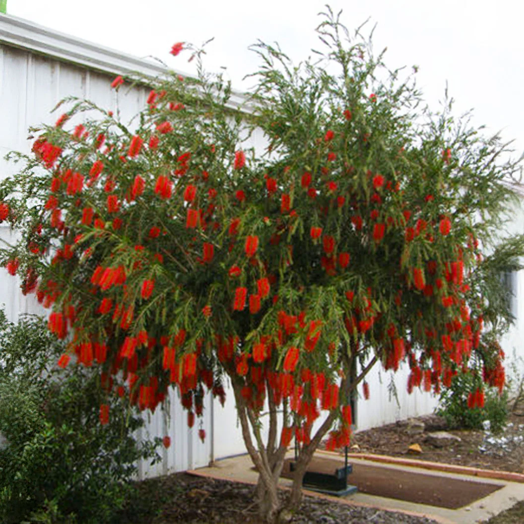 Hannah Ray Bottlebrush - Image 2