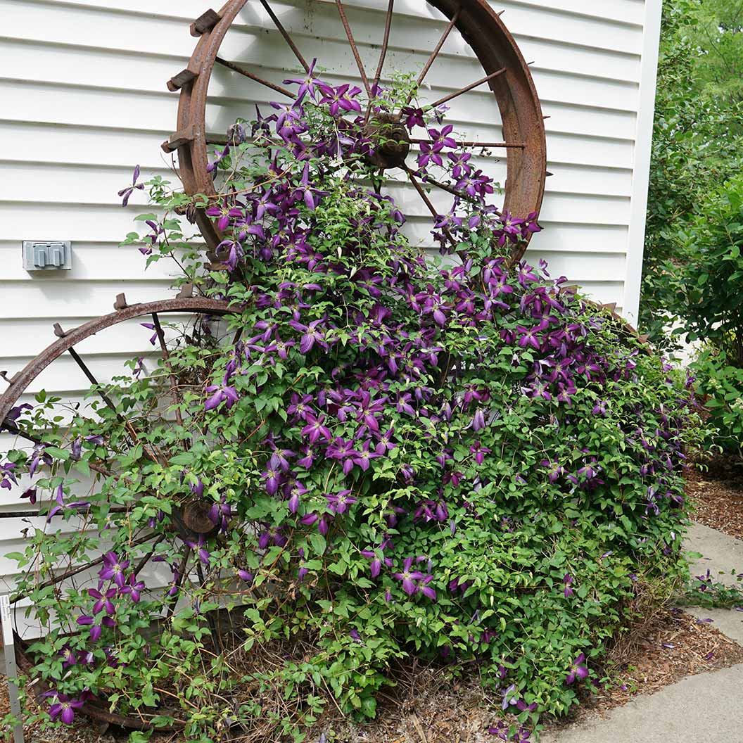 Proven Winners® Happy Jack® Purple Clematis Vine - Image 3
