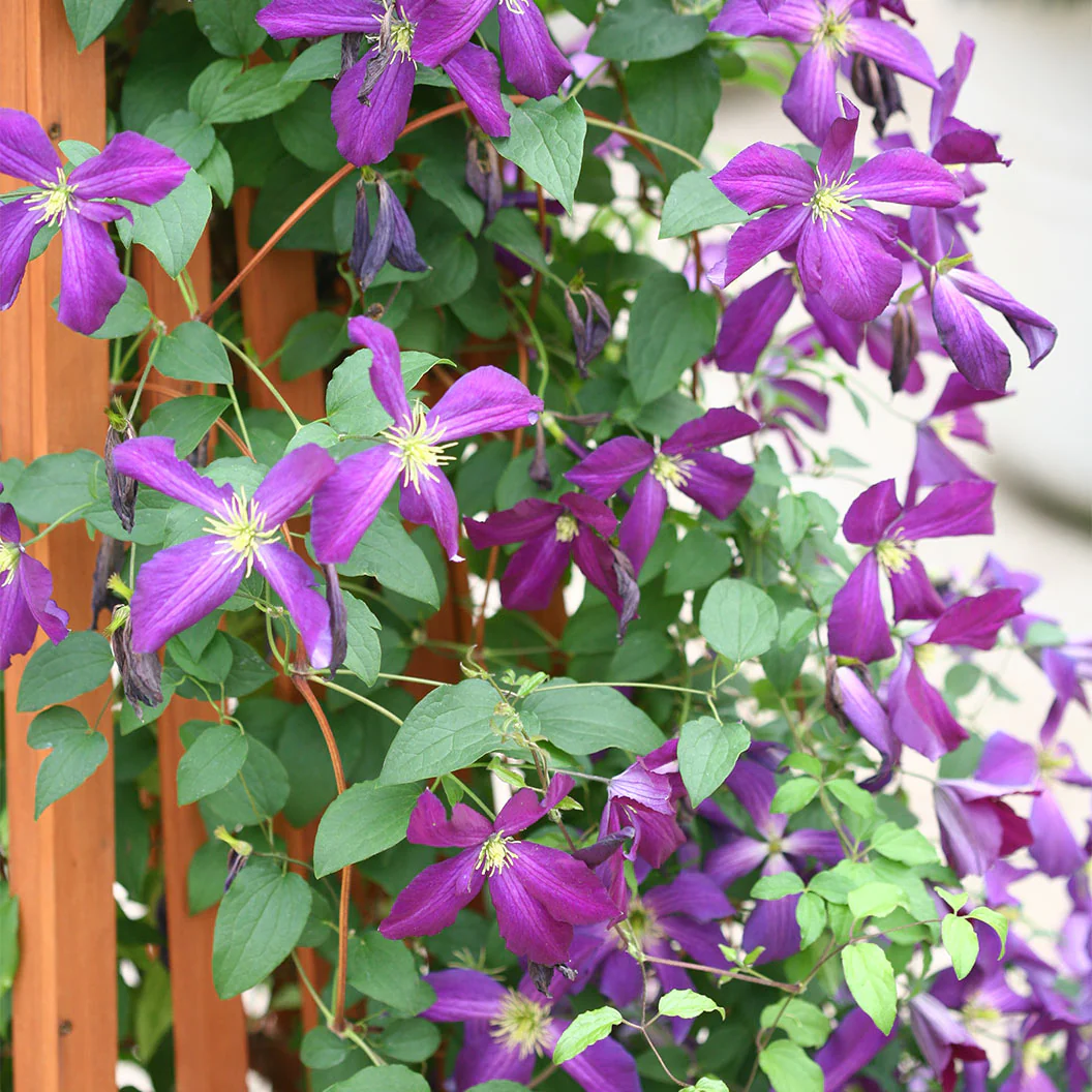 Proven Winners® Happy Jack® Purple Clematis Vine - Image 4