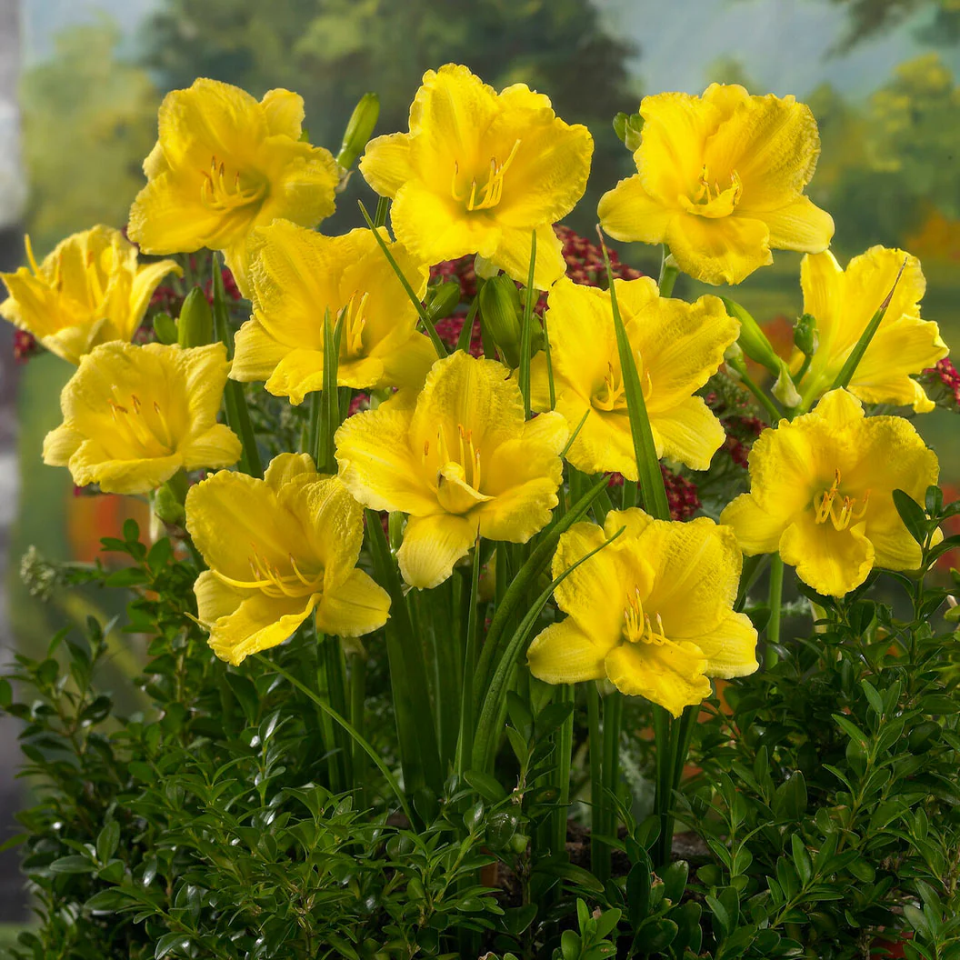 Happy Returns Daylily - Image 2