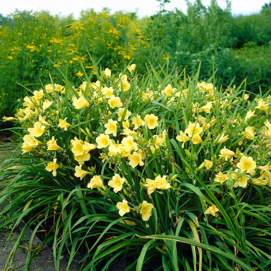 Happy Returns Daylily - Image 3