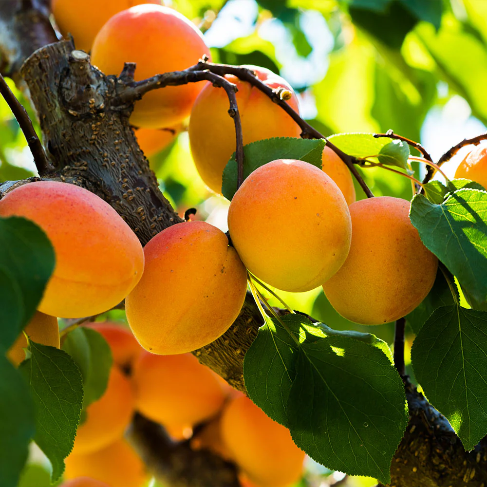 Harcot Apricot Tree - Image 3