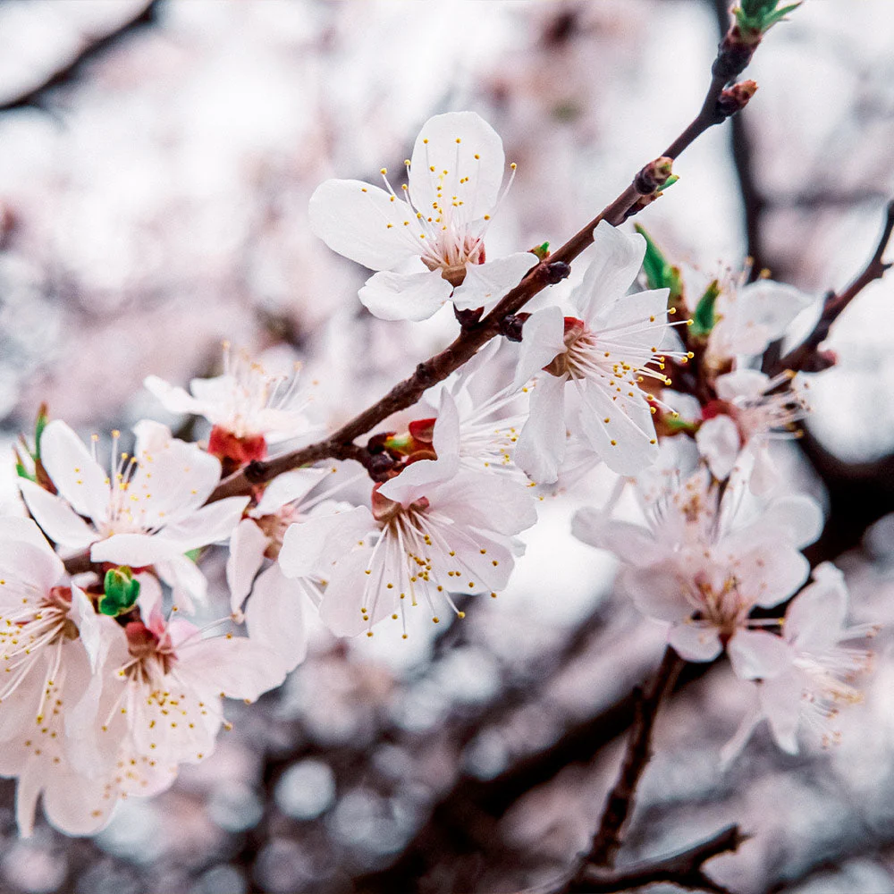 Harcot Apricot Tree - Image 4