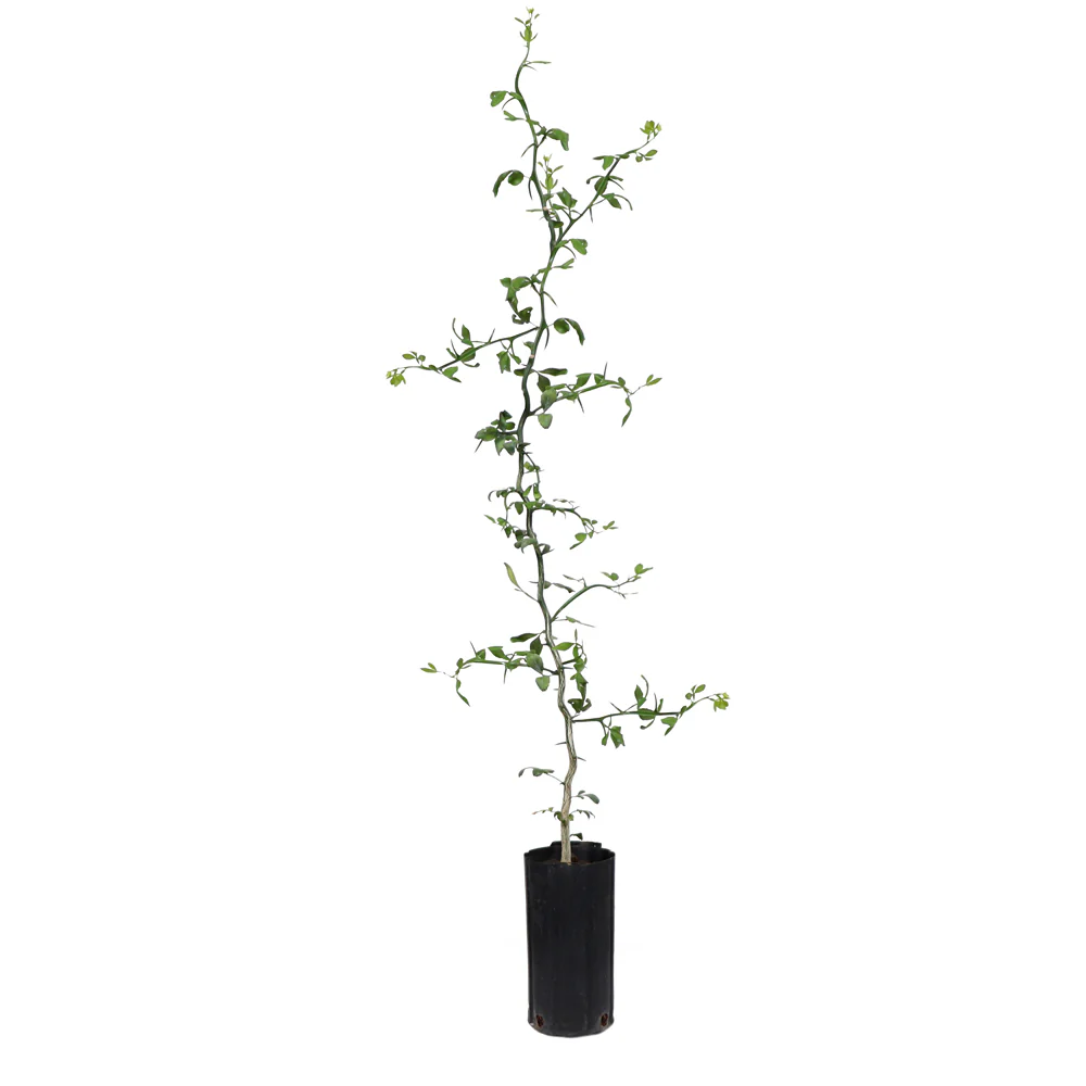 Hardy Orange 'Flying Dragon' Tree - Image 10