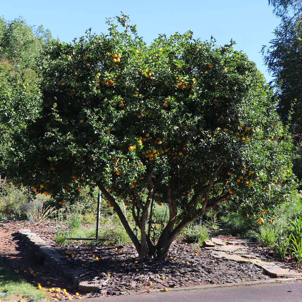 Hardy Orange 'Flying Dragon' Tree - Image 3