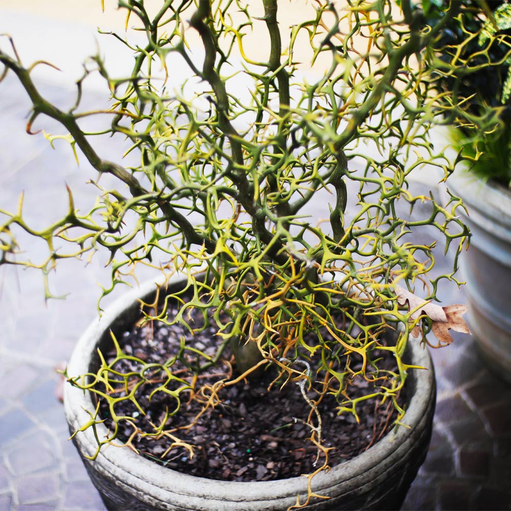 Hardy Orange 'Flying Dragon' Tree - Image 4