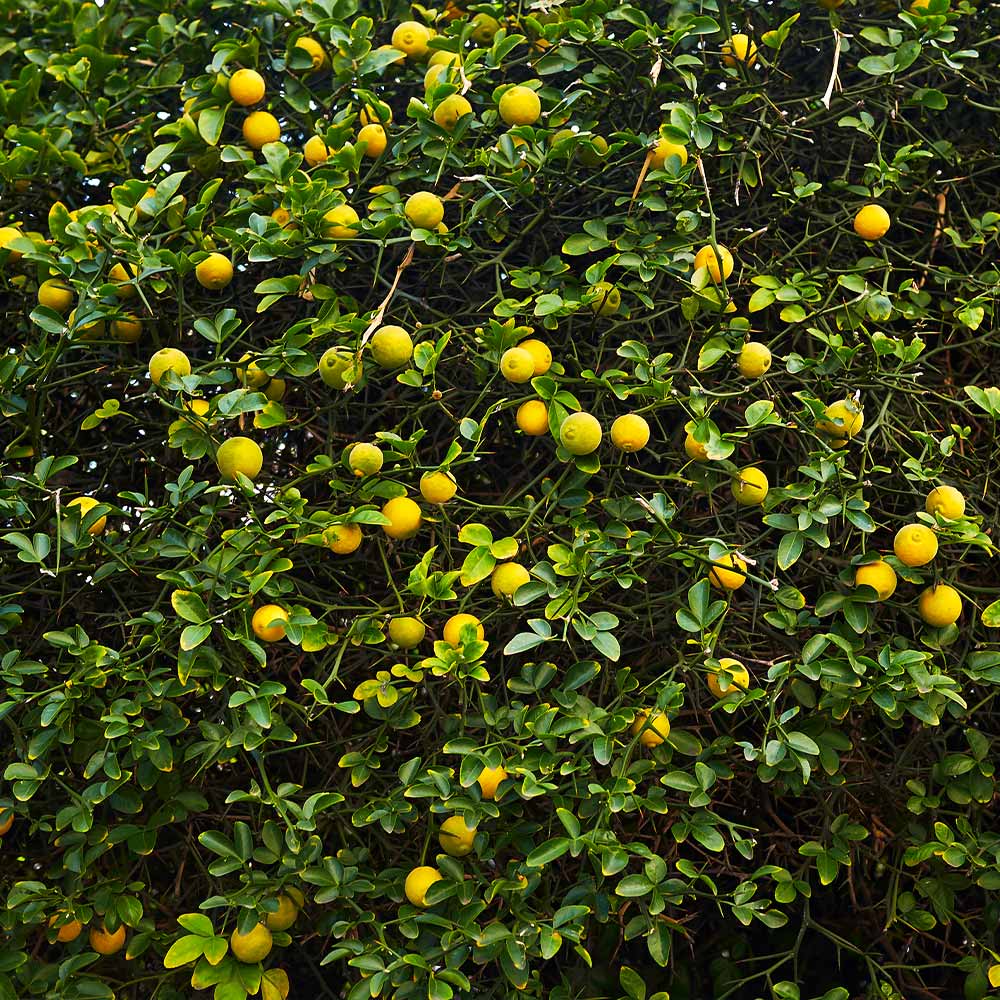Hardy Orange 'Flying Dragon' Tree - Image 6