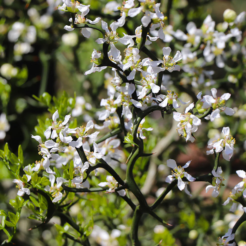 Hardy Orange 'Flying Dragon' Tree - Image 7