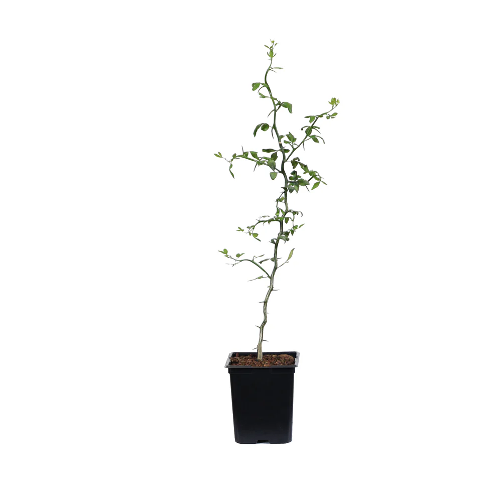 Hardy Orange 'Flying Dragon' Tree - Image 8