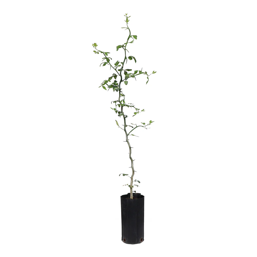 Hardy Orange 'Flying Dragon' Tree - Image 9