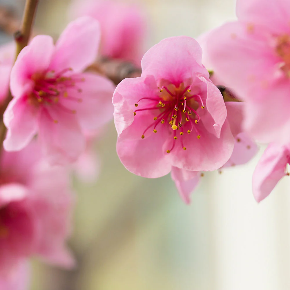 Harko Nectarine Tree - Image 4