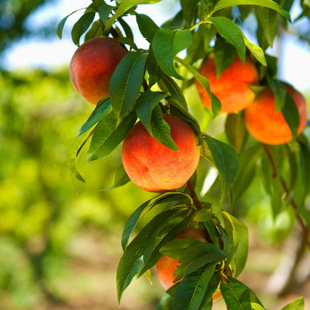 Harvester Peach Tree - Image 2