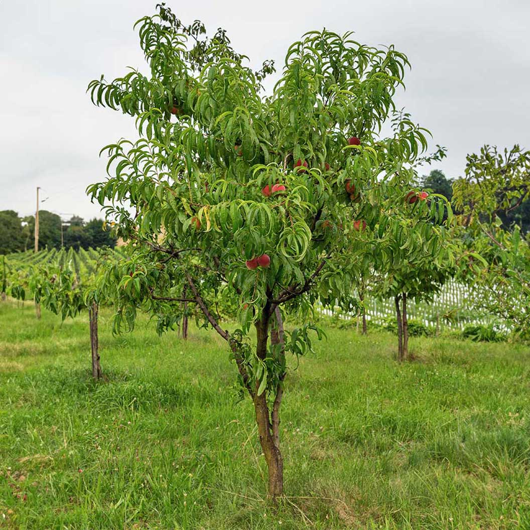 Harvester Peach Tree - Image 3