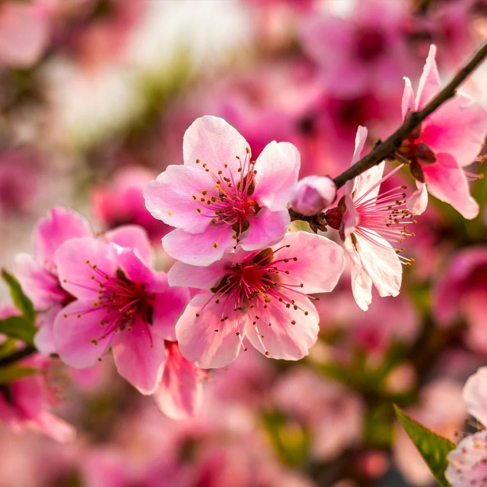 Harvester Peach Tree - Image 5