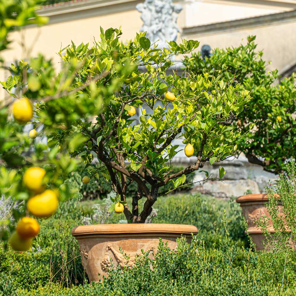 Harvey Lemon Tree - Image 3