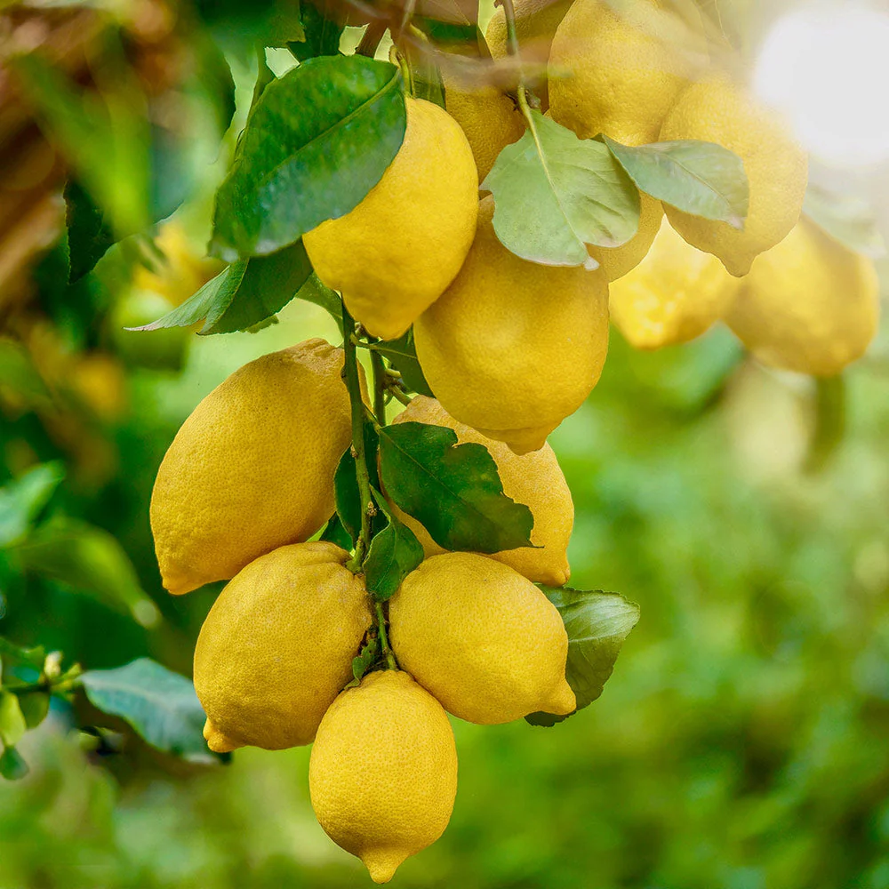 Harvey Lemon Tree - Image 4