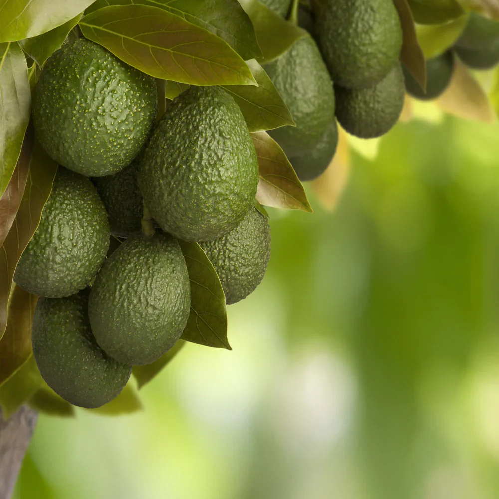 Hass Avocado Tree Arizona - Image 3
